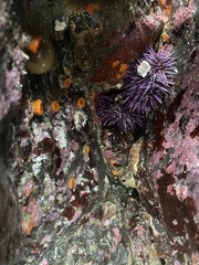 Balanophyllia elegans