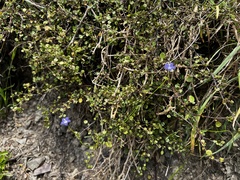 Wahlenbergia violacea