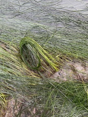 Phyllospadix torreyi
