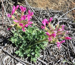 Pelargonium incrassatum
