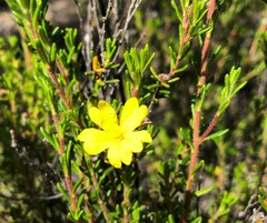 Hibbertia sericea
