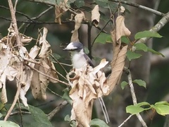 Pericrocotus cantonensis