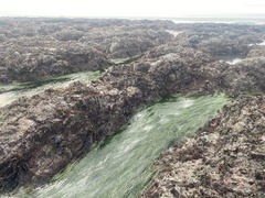 Phyllospadix torreyi