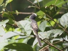 Pericrocotus cantonensis