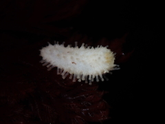 Eupentacta quinquesemita