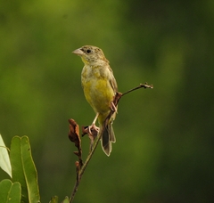 Emberiza melanocephala