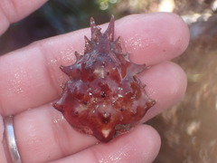 Pugettia richii