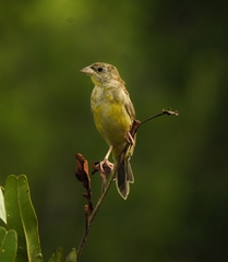 Emberiza melanocephala