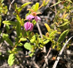 Thomasia petalocalyx