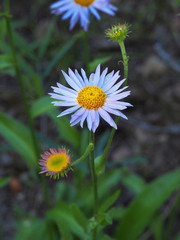 Erigeron glacialis