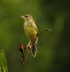 Emberiza melanocephala