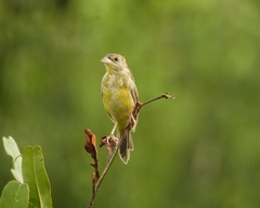 Emberiza melanocephala