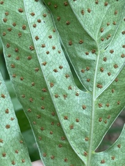 Drynaria quercifolia