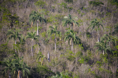 Pseudophoenix vinifera