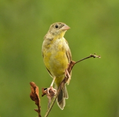 Emberiza melanocephala