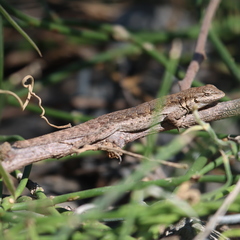 Urosaurus nigricauda