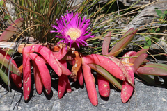 Carpobrotus rossii