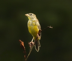 Emberiza melanocephala