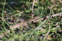Urosaurus nigricauda