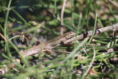 Urosaurus nigricauda