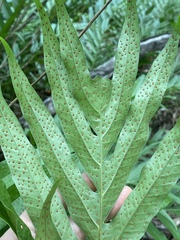 Drynaria quercifolia
