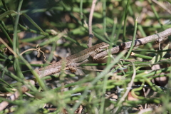 Urosaurus nigricauda