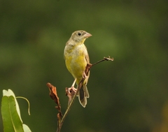 Emberiza melanocephala