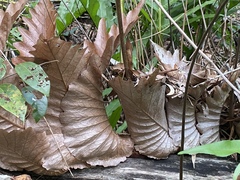 Drynaria quercifolia