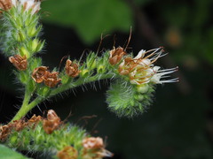 Phacelia