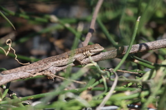 Urosaurus nigricauda