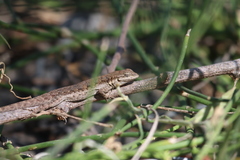 Urosaurus nigricauda