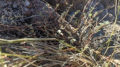 Euphorbia capitellata