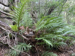Drynaria quercifolia