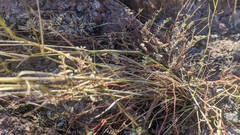 Euphorbia capitellata