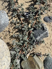 Camissoniopsis cheiranthifolia