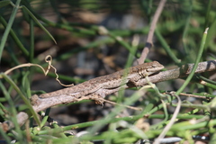 Urosaurus nigricauda