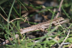 Urosaurus nigricauda