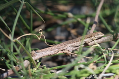 Urosaurus nigricauda