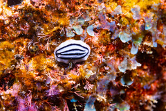 Phyllidiopsis xishaensis