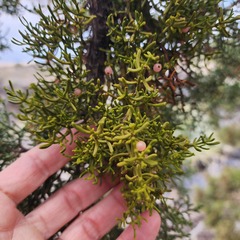 Phoradendron juniperinum