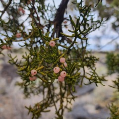 Phoradendron juniperinum
