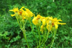 Senecio hydrophiloides