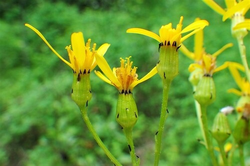 tall groundsel (Senecio hydrophiloides)