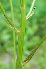 Senecio hydrophiloides