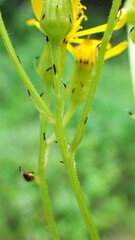 Senecio hydrophiloides