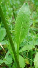 Senecio hydrophiloides