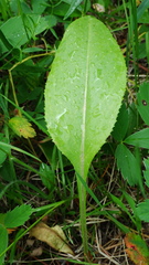 Senecio hydrophiloides