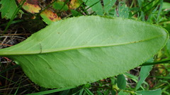 Senecio hydrophiloides