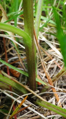 Senecio hydrophiloides