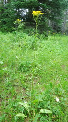 Senecio hydrophiloides